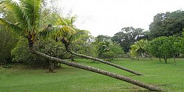 Mauritius National Botanical Garden